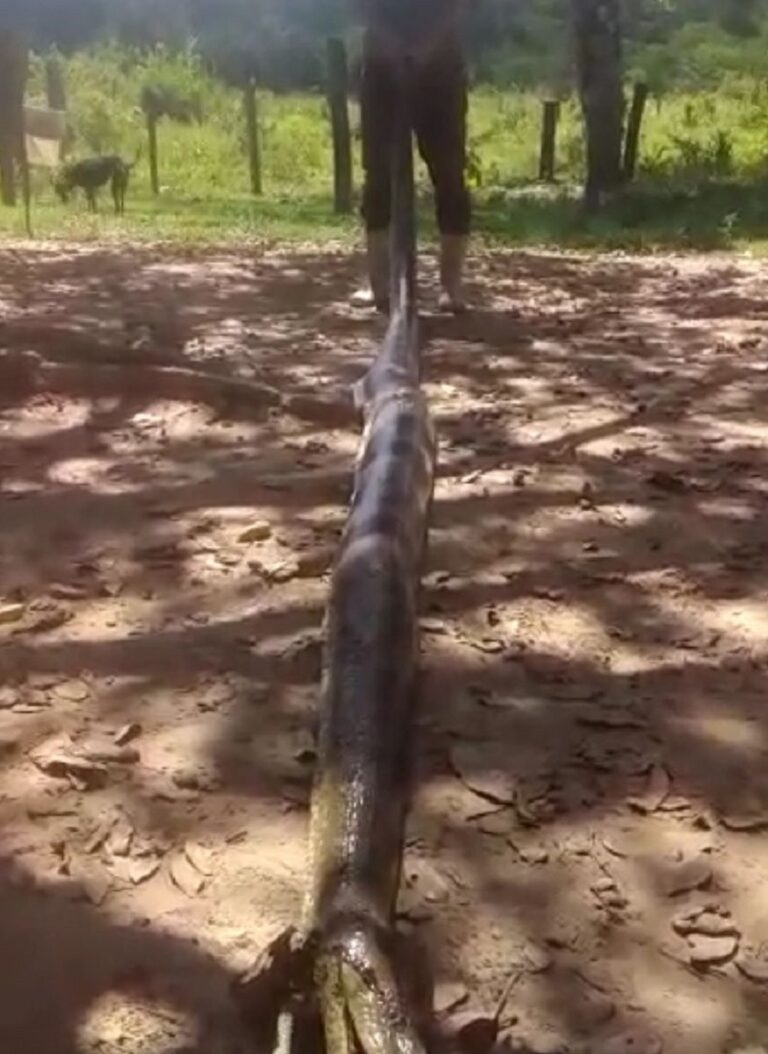 VÍDEO: Moradores ouvem grito de socorro e resgatam homem atacado por cobra no AC