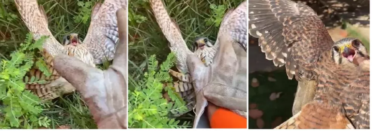 Vídeo: reação assustada de falcão ao ser resgatado comove bombeiro