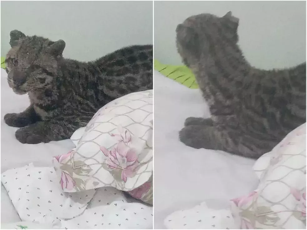 Homem encontra jaguatirica na cama do filho após deixar janela aberta; veja vídeo