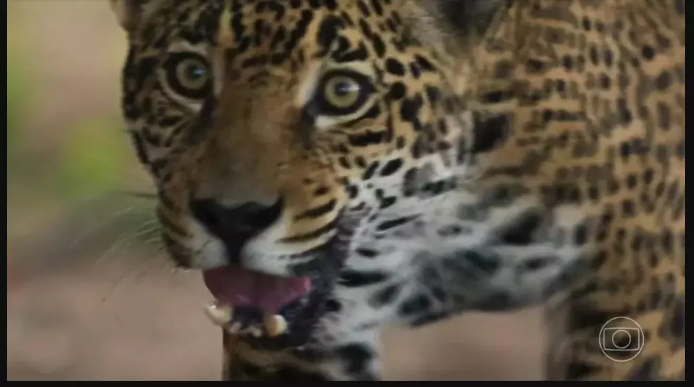 ‘Pantanal’: Juma se sente traída e vira onça e some da fazenda; saiba tudo