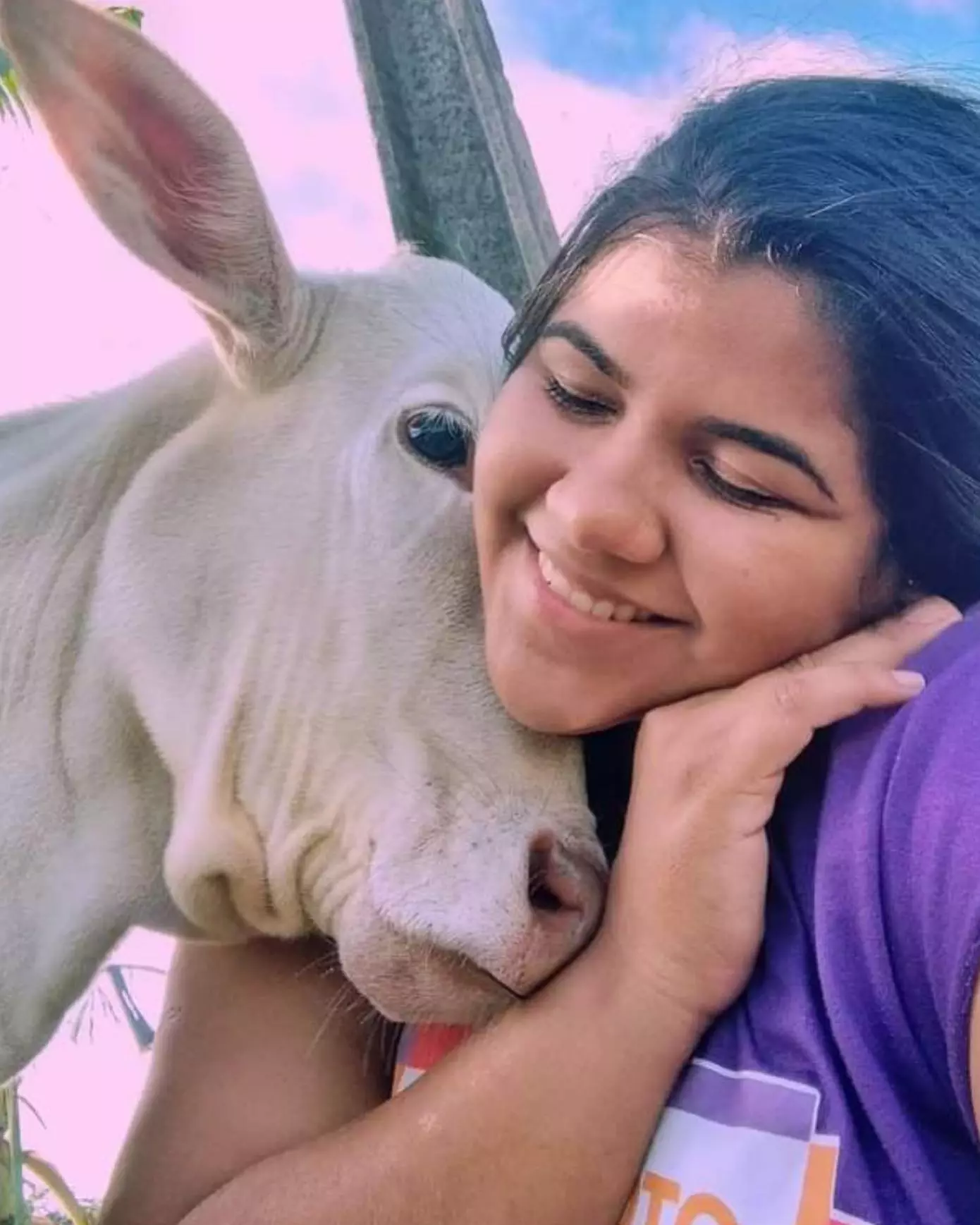 Em apelo nas redes sociais, jovem faz pedido para que ladrão devolva bezerra de estimação