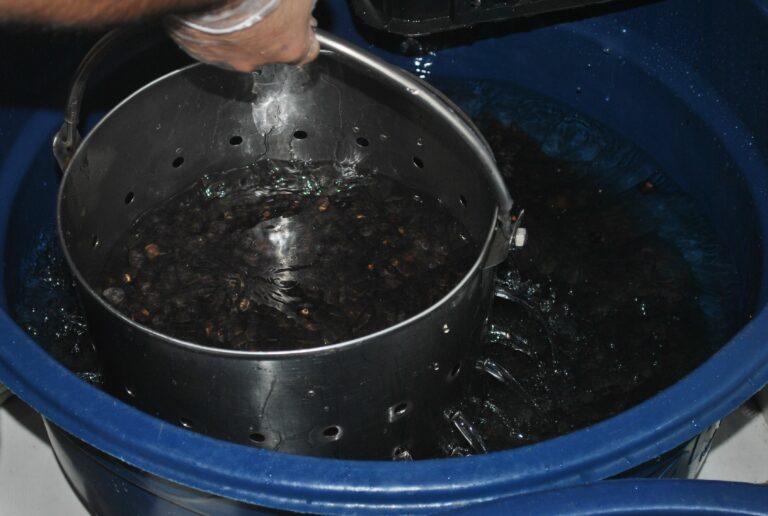 No AC, criança de 10 anos é diagnosticada com doença de Chagas após tomar açaí