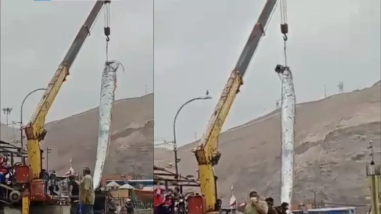 ‘Peixe do fim do mundo’ gigante é pescado no Chile e deixa moradores apavorados