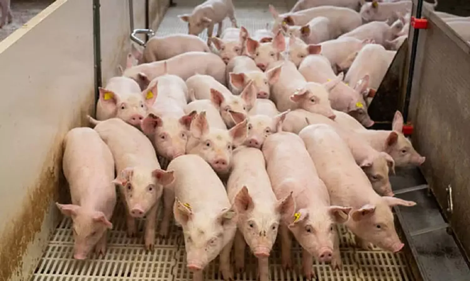 Fígado de porco geneticamente modificado é transplantado com sucesso em paciente humano