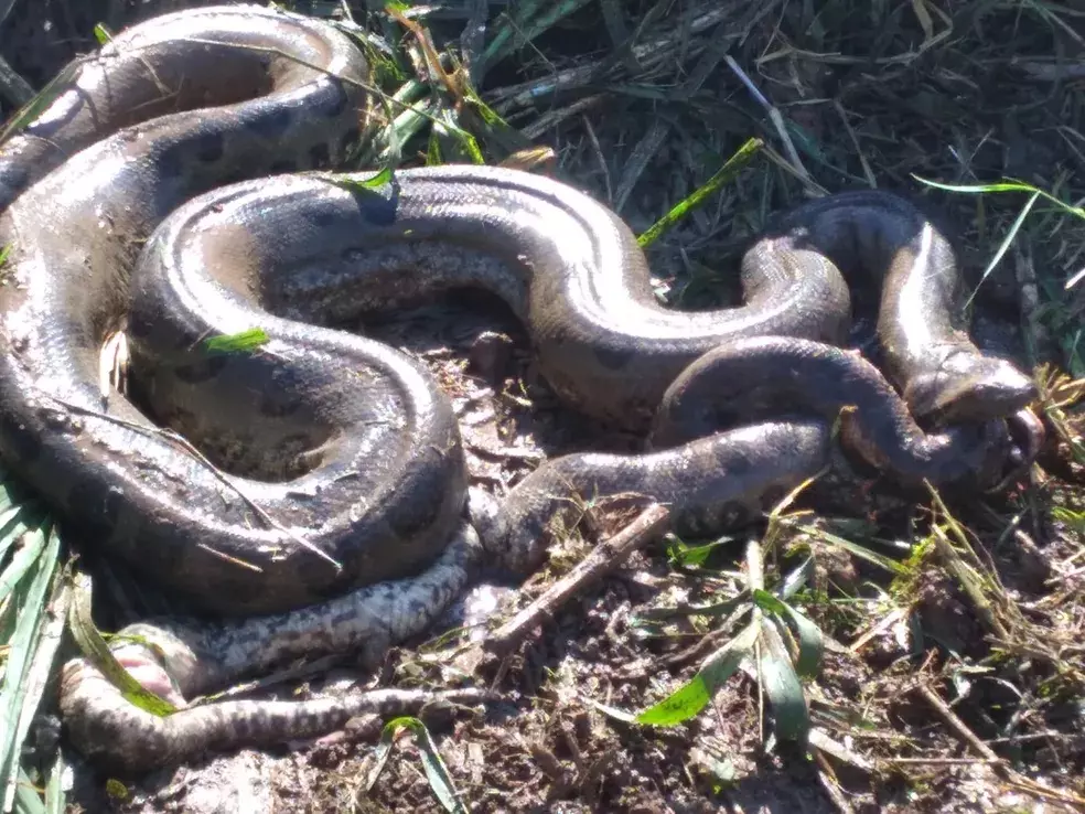 VÍDEO: Moradores flagram sucuri comendo outra cobra da mesma espécie