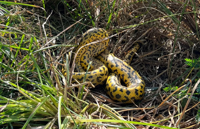 Sucuri-amarela de 4 metros é flagrada ‘almoçando’; veja vídeo
