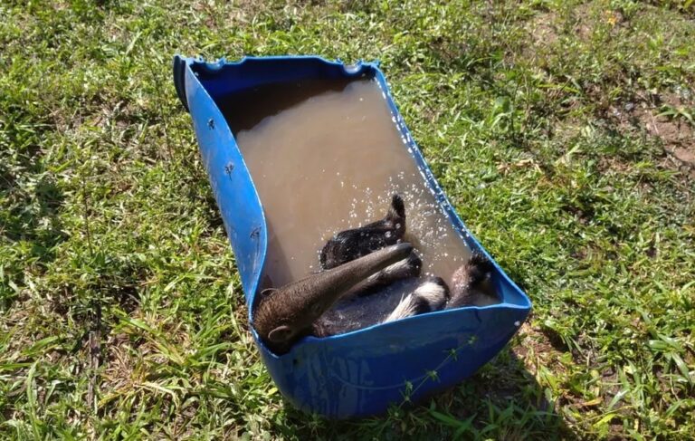 Tamanduá-bandeira concorre a prêmio internacional; veja vídeo