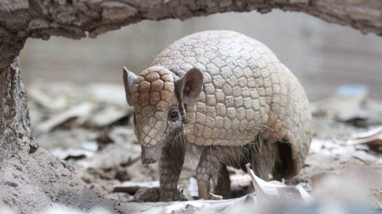 AC tem alto risco de enfrentar epidemias causadas por doenças transmitidas por animais, diz Fiocruz