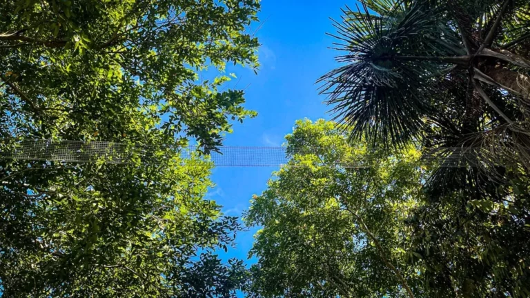 ‘Passarelas’ para animais são instaladas em vias de Manaus