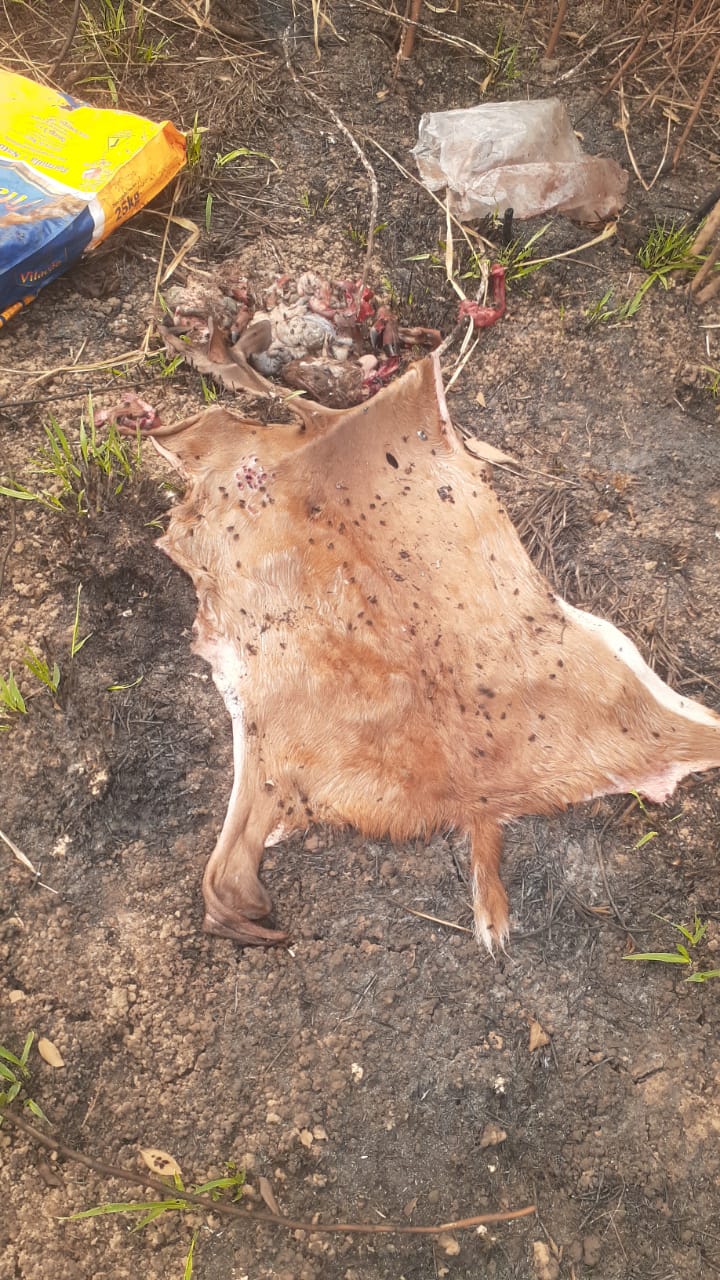 Moradora denuncia descarte de restos de animais em sua propriedade em Sena