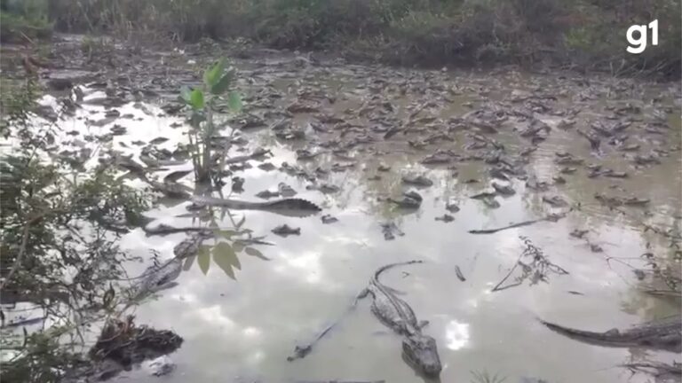 Com a seca no Pantanal, canibalismo pode virar opção para sobrevivência de jacarés