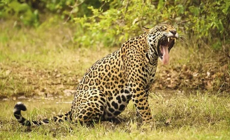 Onças machos vivem boa parte da vida sozinhas buscando fêmeas para reprodução