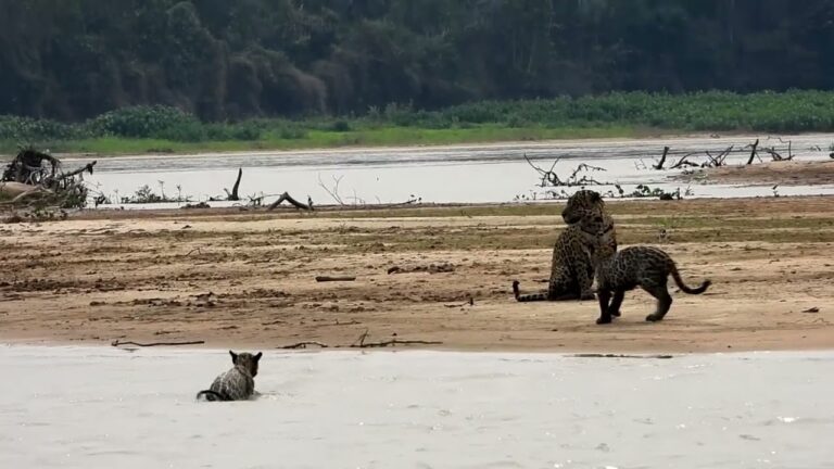 ‘Família da Juma’: vídeo de onça e dois filhotes atravessando rio Guaporé em RO viraliza