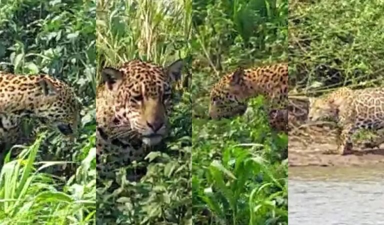Em um só dia, guia de pesca vê oito onças-pintadas no Pantanal; VÍDEO
