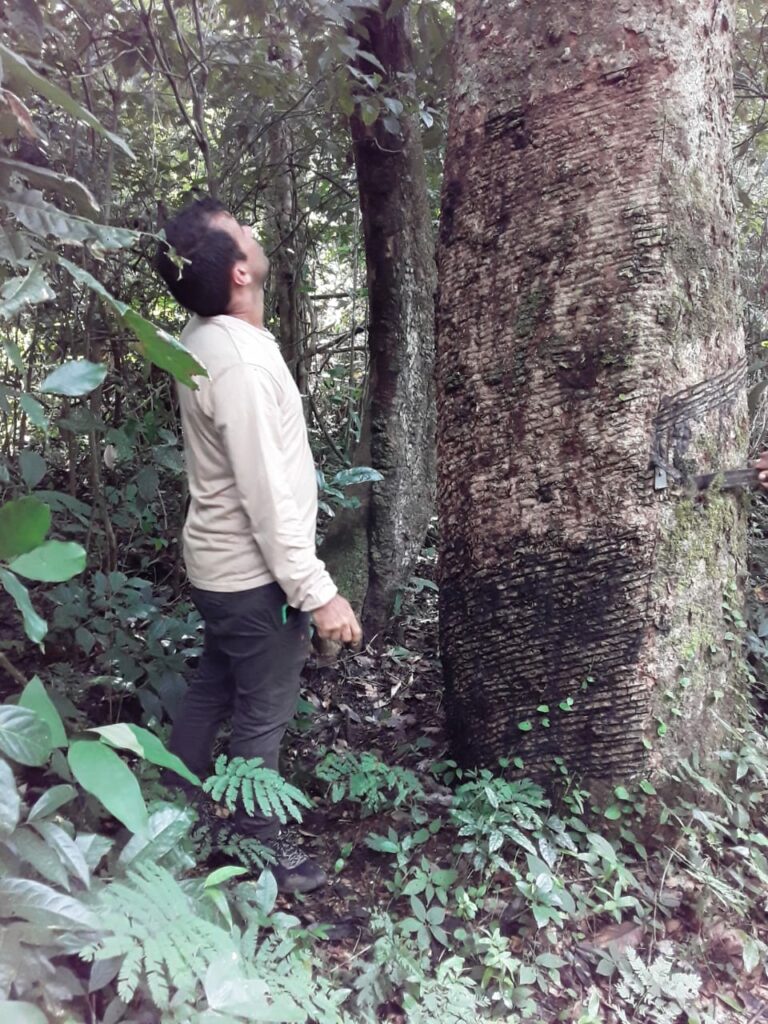 Governo garante pagamento do subsĂdio da borracha para seringueiros de Sena