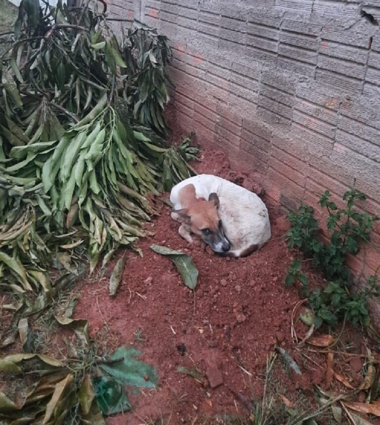 Cadela vira-lata é abandonada fora de casa após sua tutora morrer no Acre
