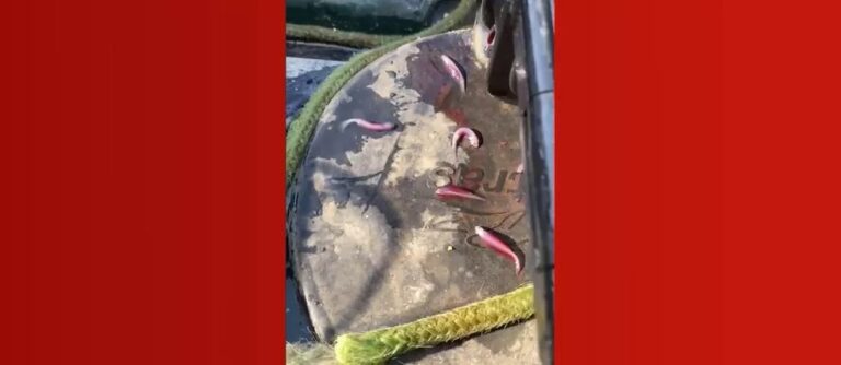 VÍDEO: caiaque de pescador é invadido por mais de 30 candirus