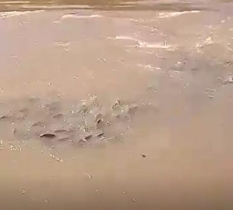 Cardume de peixes com extensão de 10 km se amontoa em corredeiras de rio