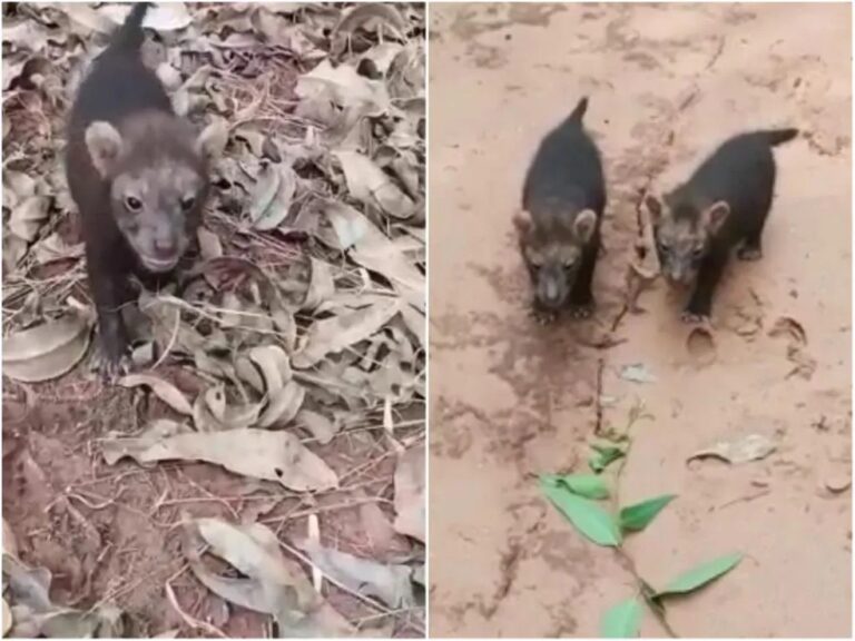 Raríssimo e ameaçado de extinção, cachorros-vinagre são vistos; VÍDEO