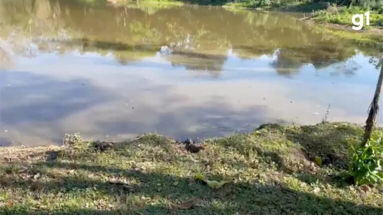 Com grito específico, jacarés são atraídos para margem de lago; veja vídeo