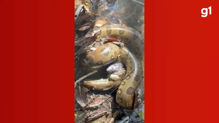 VÍDEO: Biólogo registra sucuri gigante comendo ave exótica em MS