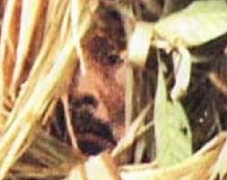 Índio do Buraco: saiba quem foi o último sobrevivente de seu povo encontrado morto