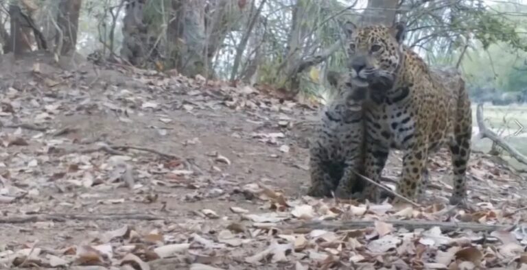 ‘Armadilha fotográfica’ flagra família de onças-pintadas trocando carinho; veja vídeo