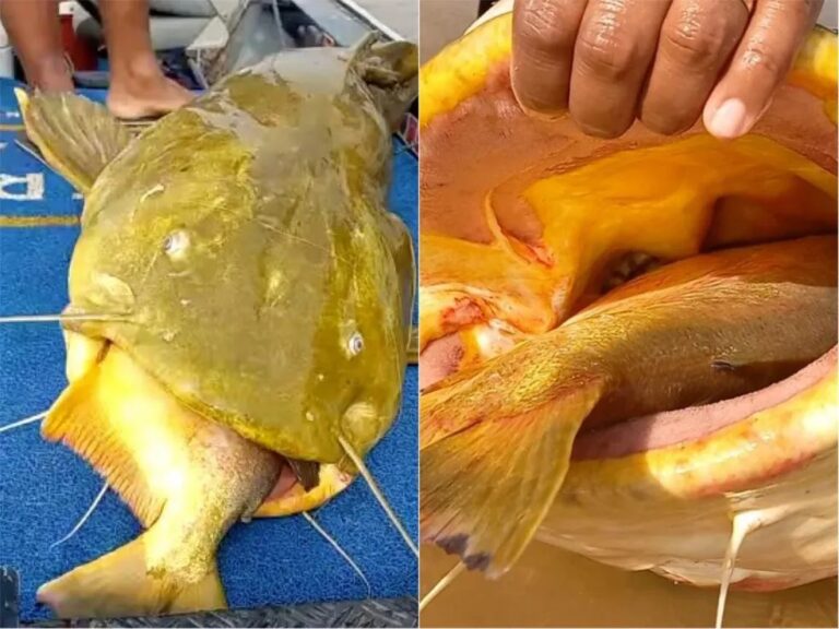 Pescador fisga pacu em boca de jaú gigante de 90kg e 1,60m; veja o vídeo