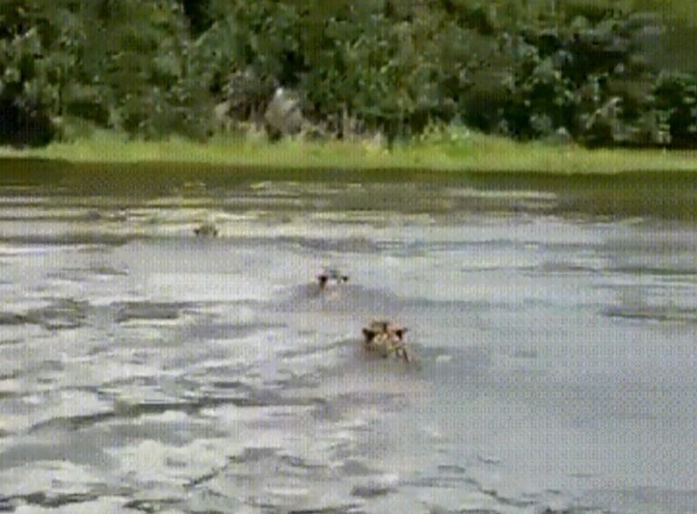 ‘Família da Juma’: vídeo de onça e dois filhotes atravessando rio viraliza