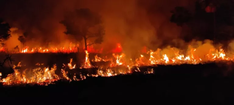 Incêndios no Pantanal: governo federal reconhece situação de emergência em 14 cidades de MS