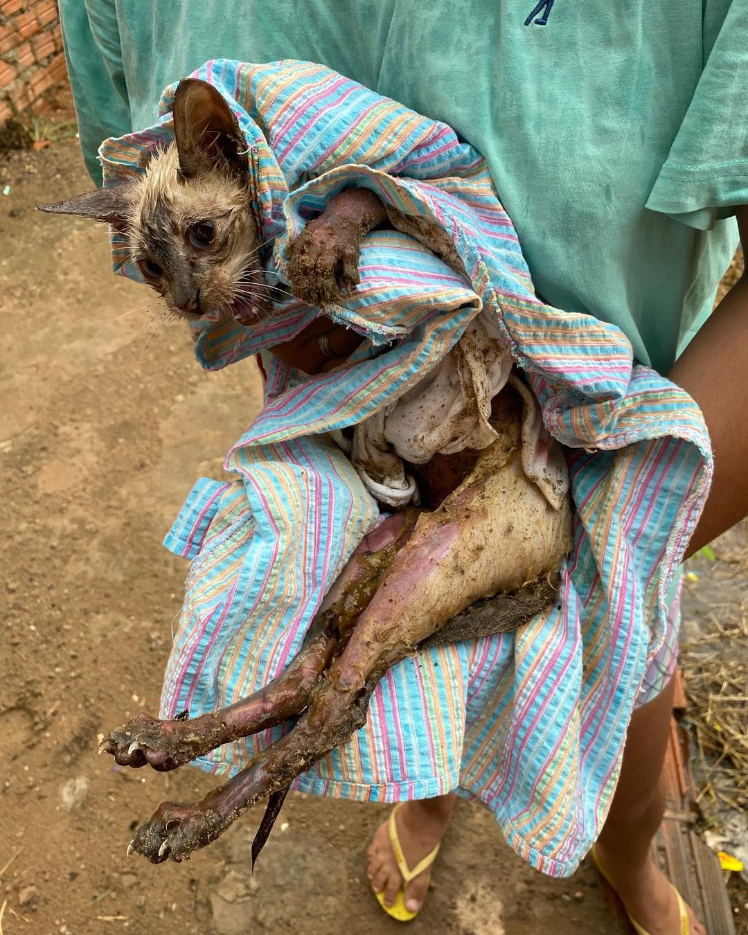 Imagens fortes: gato é queimado vivo com soda cáustica no Acre; é o segundo caso em apenas dois dias