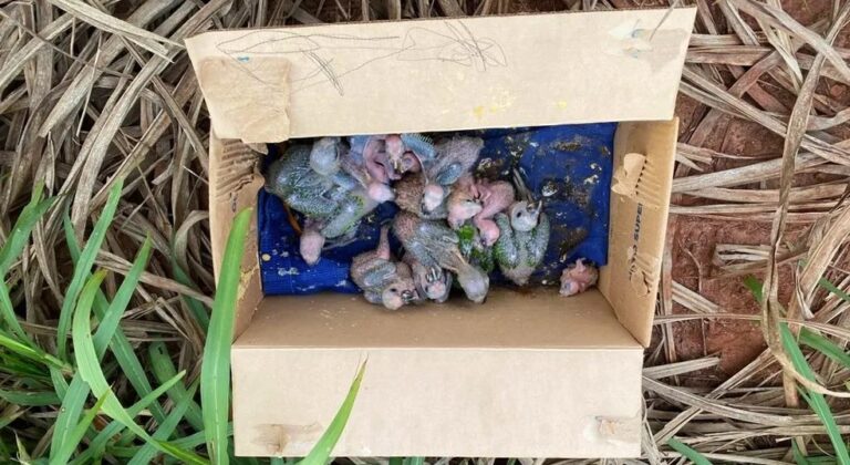 Traficantes de animais silvestres são presos com filhotes de papagaio presos