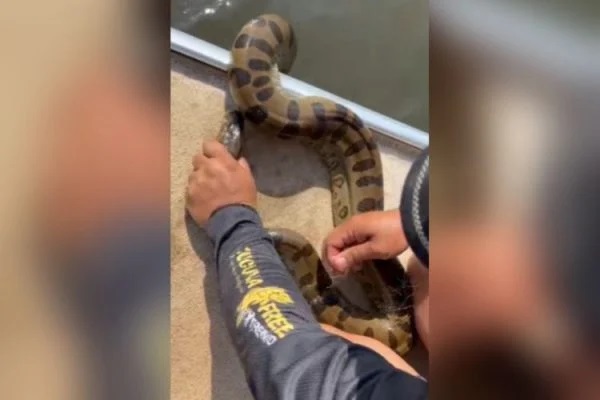 Pescador salva sucuri presa em rede de pesca e se espanta com a força do animal; VÍDEO