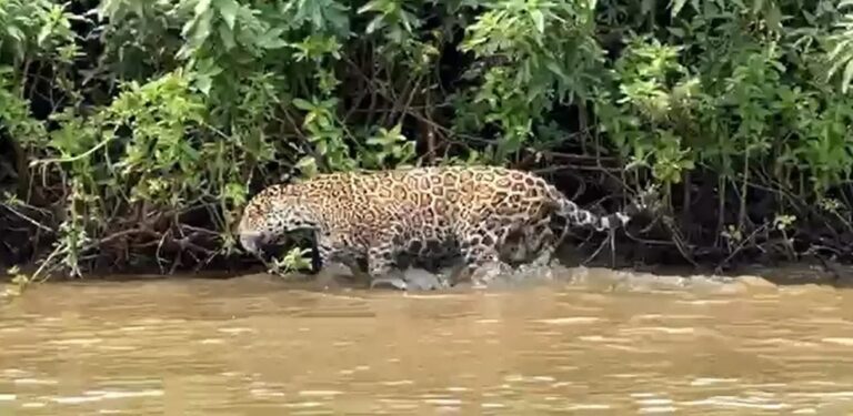 VÍDEO: onça ataca jacaré às margens de rio e garante almoço