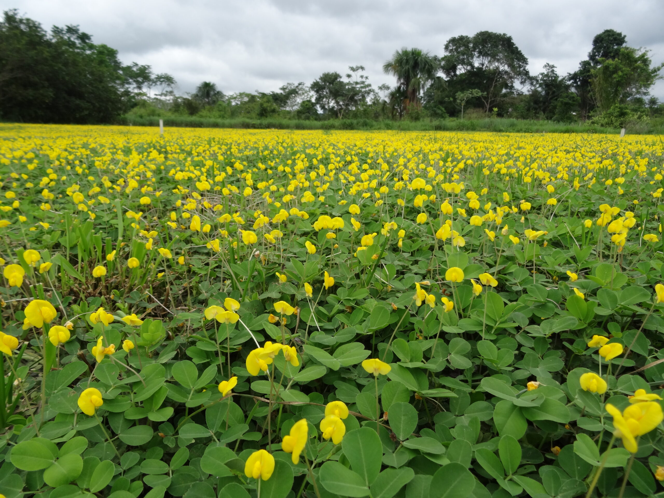 Bocalom vai trocar grama por plantio de amendoim nas rotatórias de Rio Branco