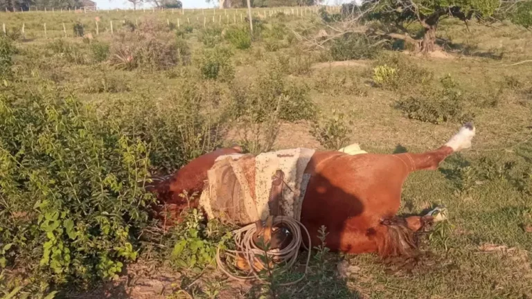 Raio mata trabalhador rural de 47 anos e seu cavalo