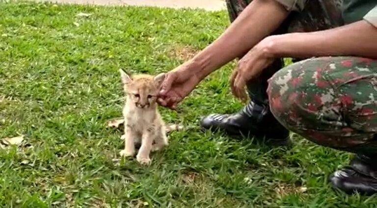 VÍDEO: fazendeiro encontra filhote de onça-parda em propriedade rural
