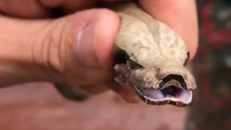 Filhote de jiboia é capturado no quintal de residência; veja vídeo