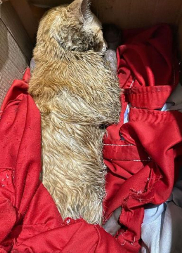 Gato é queimado vivo em Rio Branco e associações da causa animal pedem ajuda para tratamento