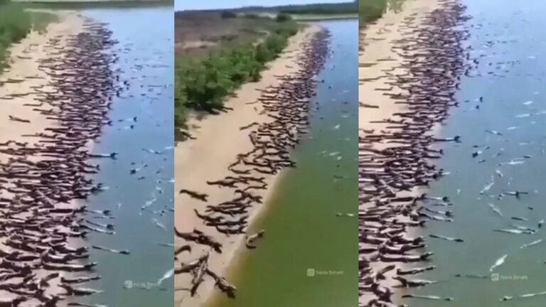 Jacarés não estão invadindo praias do Brasil; vídeo foi gravado no Pantanal