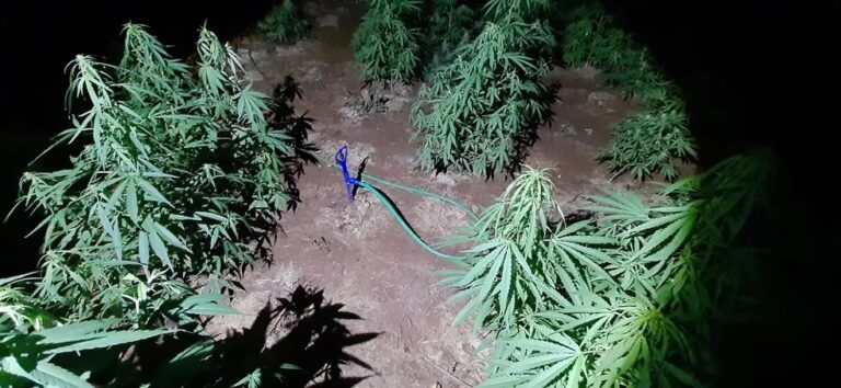 Casal que vendia maconha em rede social é preso com plantação de 50 pés em casa