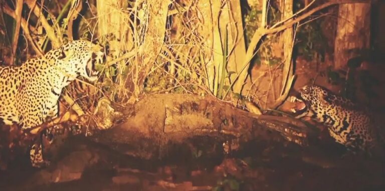 Onças mãe e filha se enfrentam em disputa por carcaça; veja vídeo