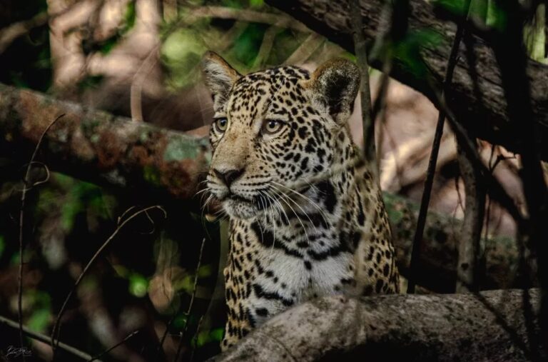 Onça-pintada e mais seis espécies que vivem no Acre estão ameaçadas de extinção