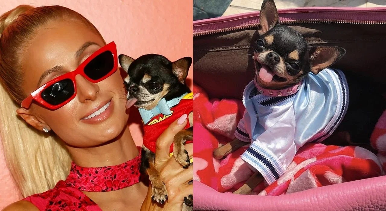 Cachorro de Paris Hilton desaparece e socialite oferece fortuna como recompensa