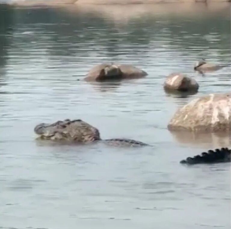 VÍDEO: jacaré-açu, maior espécie da América do Sul, é flagrado em rio de Rondônia