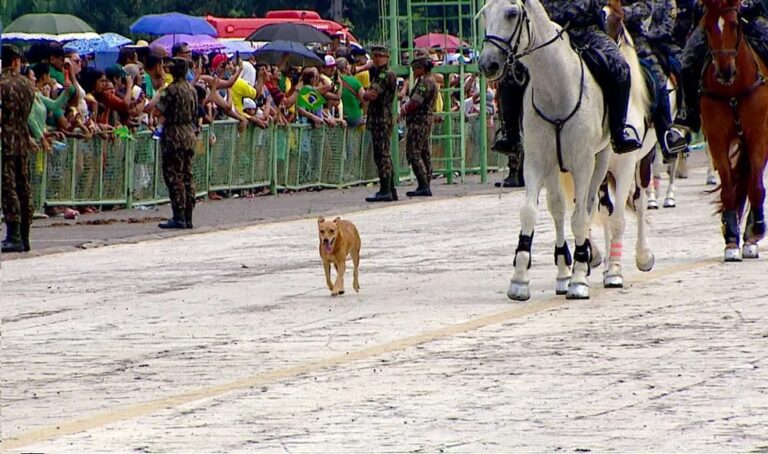 VÍDEO: cachorro caramelo faz sucesso em desfile de 7 de Setembro
