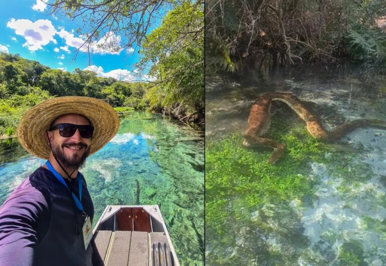 Guia de turismo flagra sucuri gigante digerindo animal; VÍDEO