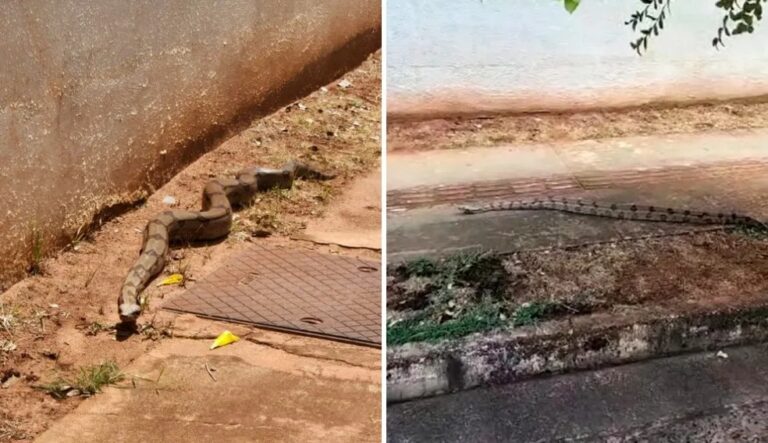 VÍDEO: homem se assusta ao encontrar jiboia ‘passeando’ por calçada