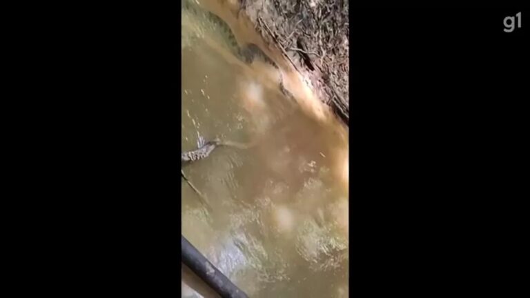 VÍDEO: Mulher fica ‘ao lado’ de sucuri de cinco metros sem perceber