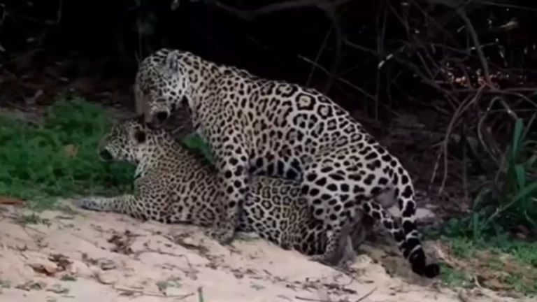 VÍDEO: onças são flagradas fazendo ‘amor’ e ritmo intenso impressiona